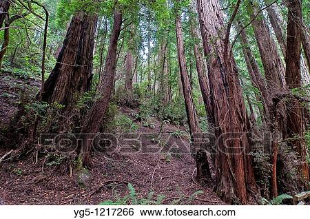 Stock Photograph - Vegetation and Coastal Redwoods, Sequoia sempervirens, Muir Woods National Park, California, USA. Fotosearch