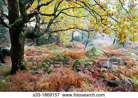 Vegetation at the Graja gorge in the Sierra de Gredos Piedralaves? vila Castilla Le? n Spain View Large Photo Image Stock Photo - Vegetation at the Graja gorge in the Sierra de Gredos Piedralaves? vila Castilla Le? n Spain. Fotosearch