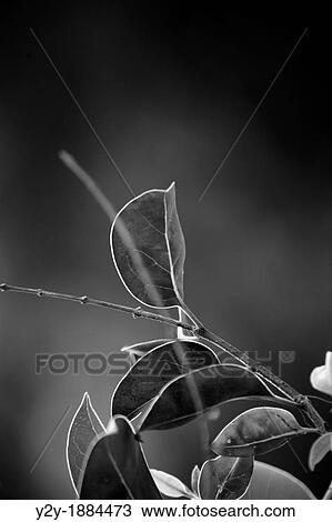 Vegetation in black and white View Large Photo Image Stock Image - Vegetation in black and white. Fotosearch
