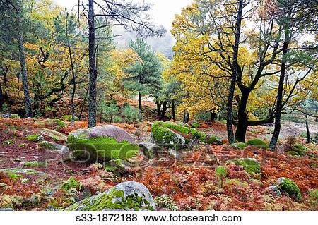 Vegetation in the La Graja gorge Sierra de Gredos Piedralaves? vila Castilla Le? n Spain View Large Photo Image Stock Photo - Vegetation in the La Graja gorge Sierra de Gredos Piedralaves? vila Castilla Le? n Spain. Fotosearch