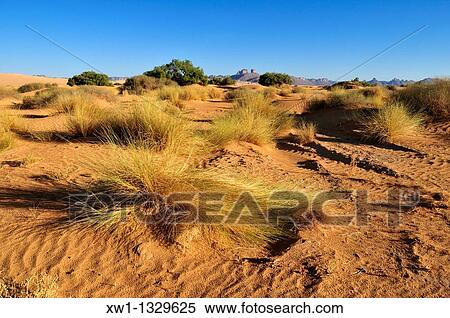 vegetation on sanddunes at Erg Admer, Wilaya Illizi, Algeria, Sahara, North Africa View Large Photo Image Stock Photography - vegetation on sanddunes at Erg Admer, Wilaya Illizi, Algeria, Sahara, North Africa. Fotosearch