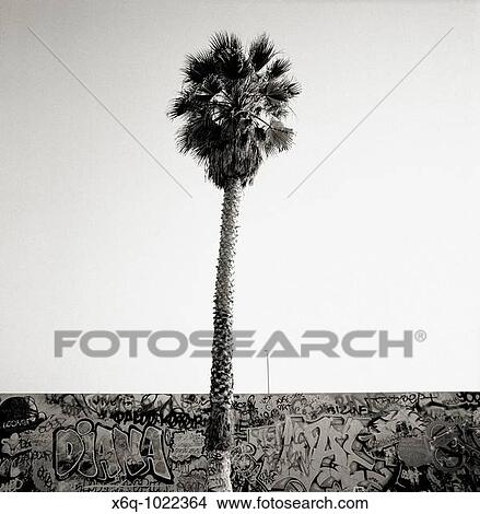 Picture - Venice Beach, Los Angeles, California, USA. Fotosearch