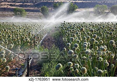 Stock Image - Ventucopa, California - Irrigation of crops in the San Joaquin Valley. Fotosearch