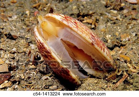 Venus clam, Banded carpet shell (Venerupis rhomboideus), Eastern Atlantic, Galicia, Spain View Large Photo Image Picture - Venus clam, Banded carpet shell (Venerupis rhomboideus), Eastern Atlantic, Galicia, Spain. Fotosearch