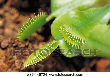 Venus Flytrap (Dionaea muscipula) View Large Photo Image Picture - Venus Flytrap (Dionaea muscipula). Fotosearch