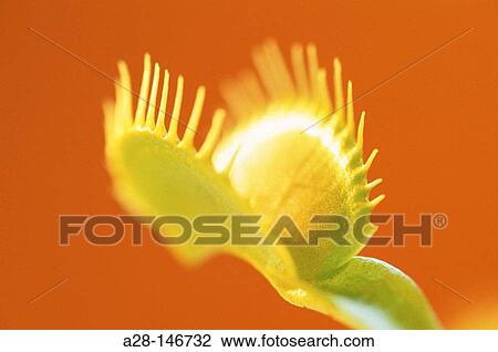 Venus Flytrap (Dionaea muscipula) View Large Photo Image Stock Image - Venus Flytrap (Dionaea muscipula). Fotosearch