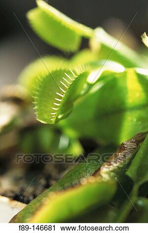 Venus Flytrap (Dionaea muscipula) View Large Photo Image Stock Image - Venus Flytrap (Dionaea muscipula). Fotosearch