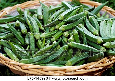 Verdura Okra, Lady Finger, vegetables View Large Photo Image Picture - Verdura Okra, Lady Finger, vegetables. Fotosearch