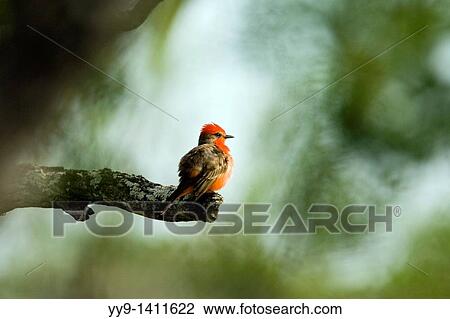 Vermilion Flycatcher - Los Novios Ranch - near Cotulla, Texas USA View Large Photo Image Stock Image - Vermilion Flycatcher - Los Novios Ranch - near Cotulla, Texas USA. Fotosearch
