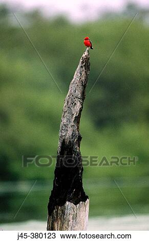 Stock Image - Vermilion flycatcher (Pyrocephalus rubinus). Tamaulipas. Mexicos.. Fotosearch