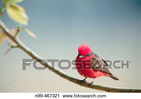 Vermilion flycatcher (Pyrocephalus rubinus) perching on a branch. Pantanal near Porto Joffre. Mato Grosso. Brazil. View Large Photo Image Stock Image - Vermilion flycatcher (Pyrocephalus rubinus) perching on a branch. Pantanal near Porto Joffre. Mato Grosso. Brazil.. Fotosearch