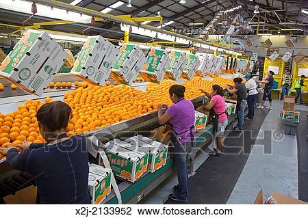 Vero Beach, Florida - Oranges are sorted and packed at the IMG Citrus packinghouse. View Large Photo Image Stock Image - Vero Beach, Florida - Oranges are sorted and packed at the IMG Citrus packinghouse.. Fotosearch