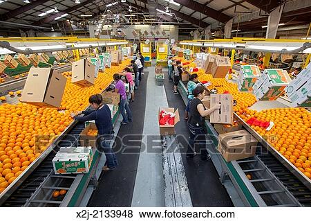 Stock Photo - Vero Beach, Florida - Oranges are sorted and packed at the IMG Citrus packinghouse.. Fotosearch