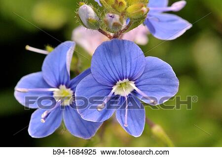 Veronica persica Persian speedwell, large field speedwell, bird? s-eye, or winter speedwell Fam Plantaginaceae Osseja Languedoc Roussillon Pyr??n? es Orientales France View Large Photo Image Stock Photography - Veronica persica Persian speedwell, large field speedwell, bird? s-eye, or winter speedwell Fam Plantaginaceae Osseja Languedoc Roussillon Pyr??n? es Orientales France. Fotosearch