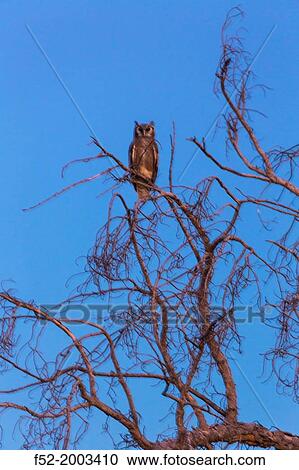 Stock Image - VERREAUX? S EAGLE OWL Bubo lacteus also known as the Milky Eagle Owl or Giant Eagle Owl, Okavango Delta, Botswana, Africa. Fotosearch