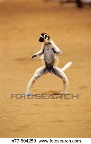 Verreaux's sifaka, (Propithecus verreauxi), Kaleta. Berenty reserve. Madagascar. View Large Photo Image Stock Photo - Verreaux's sifaka, (Propithecus verreauxi), Kaleta. Berenty reserve. Madagascar.. Fotosearch