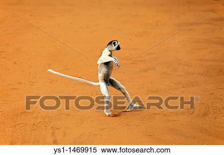 Verreaux's Sifaka, propithecus verreauxi, Adult hopping across open ground, Berenty Reserve, Madagascar View Large Photo Image Stock Photography - Verreaux's Sifaka, propithecus verreauxi, Adult hopping across open ground, Berenty Reserve, Madagascar. Fotosearch
