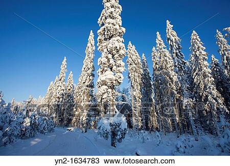 Verschneit Fichte Picea Abies Baume Und A Byroad An Winterbilder Ort Suonenjoki Finnland Skandinavien Europa Eu Stock Bild Yn2 1634783 Fotosearch