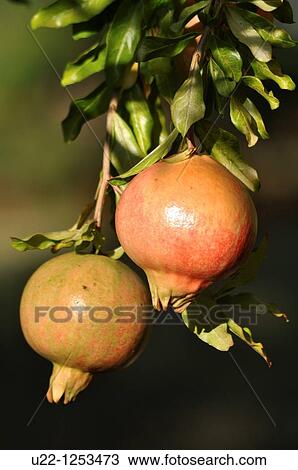 Stock Image - Verucchio (Italy), pomegranates. Fotosearch