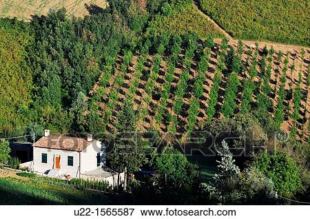 Verucchio (Rimini, Italy): a countryside house View Large Photo Image Stock Photo - Verucchio (Rimini, Italy): a countryside house. Fotosearch