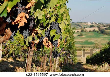 Stock Photo - Verucchio (Rimini, Italy): vineyards. Fotosearch