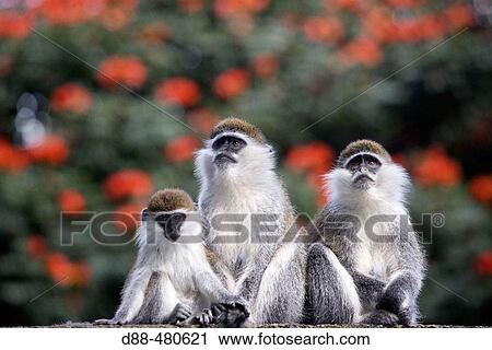 Stock Image - Vervet Monkey (Cercopithecus aethiops). Fotosearch