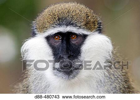 Vervet Monkey (Cercopithecus aethiops) View Large Photo Image Stock Image - Vervet Monkey (Cercopithecus aethiops). Fotosearch