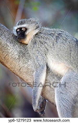 Stock Image - Vervet Monkey, Chlorocebus pygerythrus, lying on tree, Pilanesberg Game Reserve, South Africa. Fotosearch