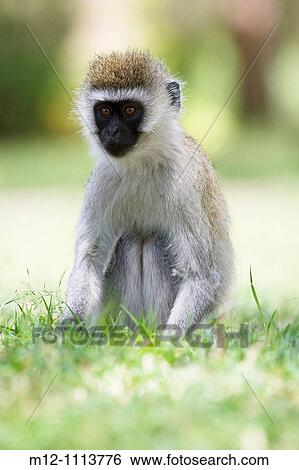 Vervet Monkey forages on the floor View Large Photo Image Stock Photograph - Vervet Monkey forages on the floor. Fotosearch