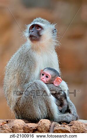 Vervet monkeys, Cercopithecus aethiops, mother and male baby, Kruger National Park, South Africa. View Large Photo Image Stock Photograph - Vervet monkeys, Cercopithecus aethiops, mother and male baby, Kruger National Park, South Africa.. Fotosearch