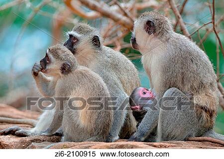 Vervet monkeys, Cercopithecus aethiops, adult, youngs and male baby, Kruger National Park, South Africa. View Large Photo Image Stock Photography - Vervet monkeys, Cercopithecus aethiops, adult, youngs and male baby, Kruger National Park, South Africa.. Fotosearch