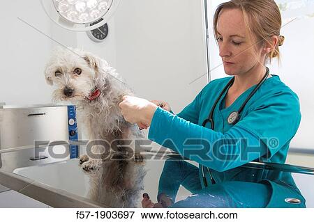 Veterinarian clipping the claws of a mixed-breed Poodle/Terrier in her surgery View Large Photo Image Stock Photo - Veterinarian clipping the claws of a mixed-breed Poodle/Terrier in her surgery. Fotosearch