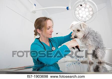 Stock Photo - Veterinarian clipping the claws of a mixed-breed Poodle/Terrier in her surgery. Fotosearch