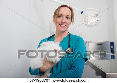 Veterinarian examine an Angora Rabbit in her surgery View Large Photo Image Stock Photo - Veterinarian examine an Angora Rabbit in her surgery. Fotosearch