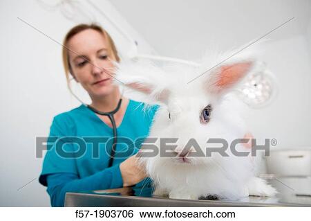 Veterinarian examine an Angora Rabbit in her surgery View Large Photo Image Stock Photograph - Veterinarian examine an Angora Rabbit in her surgery. Fotosearch
