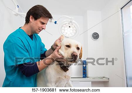 Stock Image - Veterinarian examines a Labrador Retiever in thier surgery. Fotosearch
