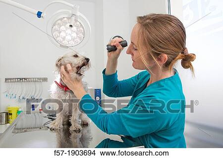 Veterinarian examines a mixed-breed Poodle/Terrier in her surgery View Large Photo Image Picture - Veterinarian examines a mixed-breed Poodle/Terrier in her surgery. Fotosearch