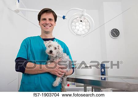 Veterinarian examines a mixed-breed Poodle/Terrier in his surgery View Large Photo Image Picture - Veterinarian examines a mixed-breed Poodle/Terrier in his surgery. Fotosearch