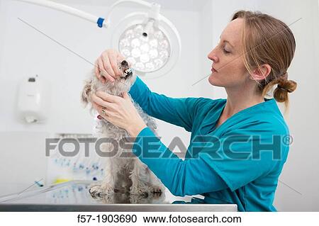 Stock Image - Veterinarian examines a mixed-breed Poodle/Terrier in her surgery. Fotosearch