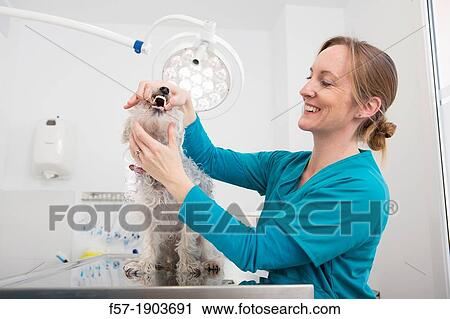 Veterinarian examines a mixed-breed Poodle/Terrier in her surgery View Large Photo Image Stock Image - Veterinarian examines a mixed-breed Poodle/Terrier in her surgery. Fotosearch