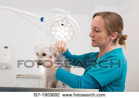 Stock Image - Veterinarian examines a mixed-breed Poodle/Terrier in her surgery. Fotosearch