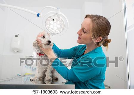 Veterinarian examines a mixed-breed Poodle/Terrier in her surgery View Large Photo Image Stock Image - Veterinarian examines a mixed-breed Poodle/Terrier in her surgery. Fotosearch