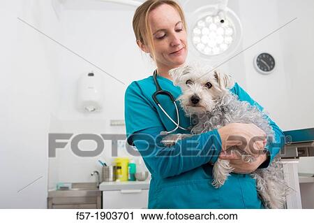 Veterinarian examines a mixed-breed Poodle/Terrier in her surgery View Large Photo Image Stock Image - Veterinarian examines a mixed-breed Poodle/Terrier in her surgery. Fotosearch