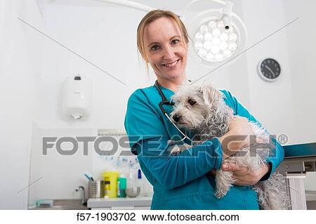 Veterinarian examines a mixed-breed Poodle/Terrier in her surgery View Large Photo Image Stock Image - Veterinarian examines a mixed-breed Poodle/Terrier in her surgery. Fotosearch