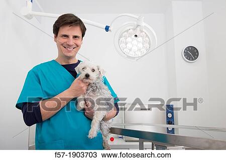 Veterinarian examines a mixed-breed Poodle/Terrier in his surgery View Large Photo Image Stock Image - Veterinarian examines a mixed-breed Poodle/Terrier in his surgery. Fotosearch