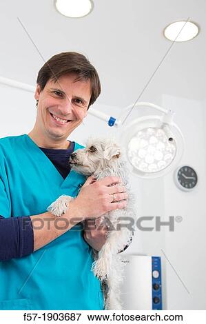 Veterinarian examines a mixed-breed Poodle/Terrier in his surgery View Large Photo Image Stock Photo - Veterinarian examines a mixed-breed Poodle/Terrier in his surgery. Fotosearch