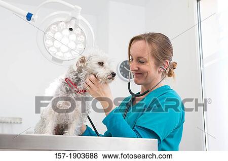 Veterinarian examines a mixed-breed Poodle/Terrier in her surgery View Large Photo Image Stock Photo - Veterinarian examines a mixed-breed Poodle/Terrier in her surgery. Fotosearch