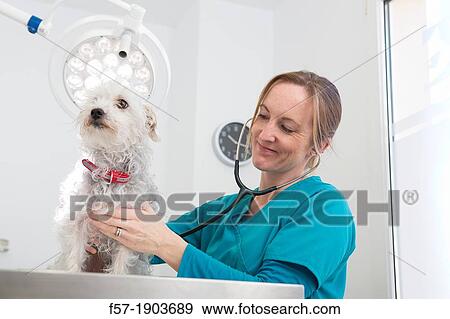 Veterinarian examines a mixed-breed Poodle/Terrier in her surgery View Large Photo Image Stock Photo - Veterinarian examines a mixed-breed Poodle/Terrier in her surgery. Fotosearch