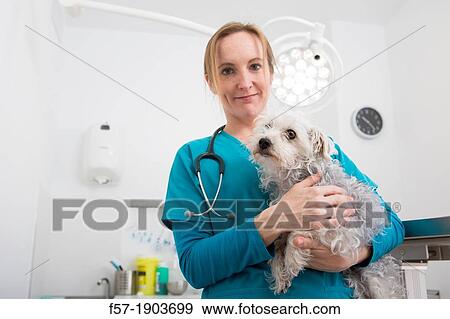 Veterinarian examines a mixed-breed Poodle/Terrier in her surgery View Large Photo Image Stock Photo - Veterinarian examines a mixed-breed Poodle/Terrier in her surgery. Fotosearch
