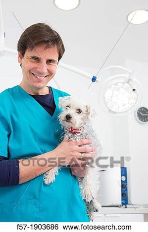 Veterinarian examines a mixed-breed Poodle/Terrier in his surgery View Large Photo Image Stock Photograph - Veterinarian examines a mixed-breed Poodle/Terrier in his surgery. Fotosearch